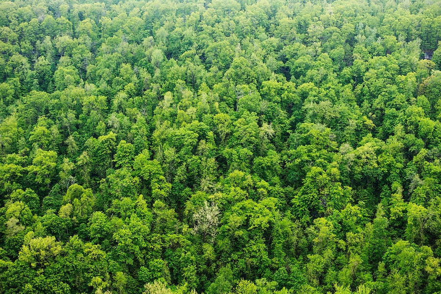 Sustainably managed forest